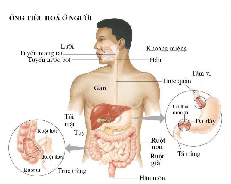 Tầm soát bệnh ung thư Tiêu hóa và Gan mật- Giá trị của một số xét nghiệm máu