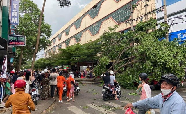 Cây bật gốc đè trúng người đi đường